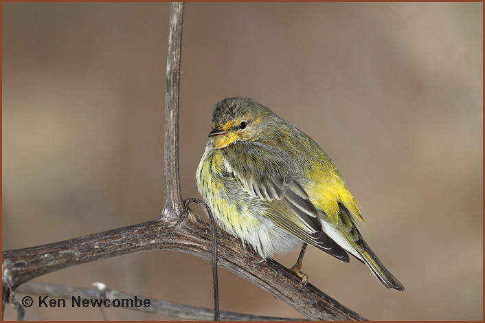 Cape May Warbler